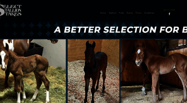 selectstallionstakes.com