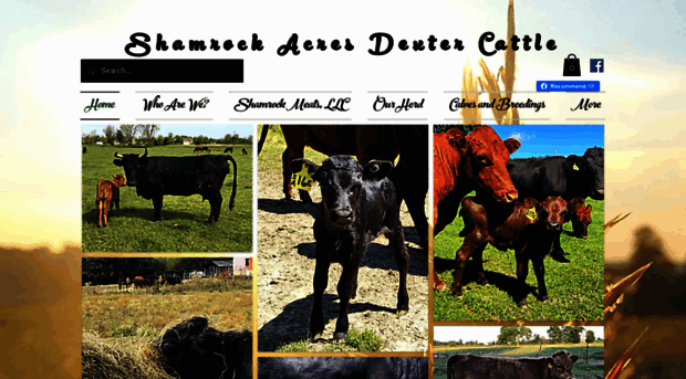 shamrockacresdextercattle.com