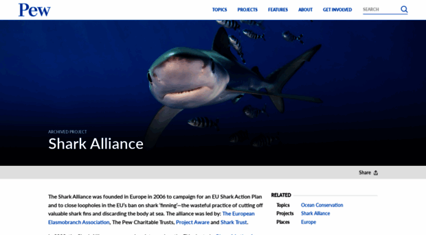 sharkalliance.org