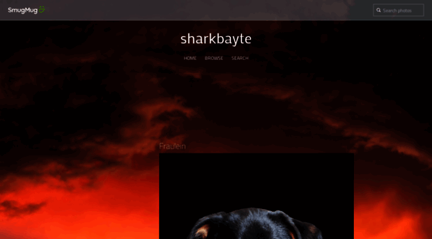 sharkbayte.com