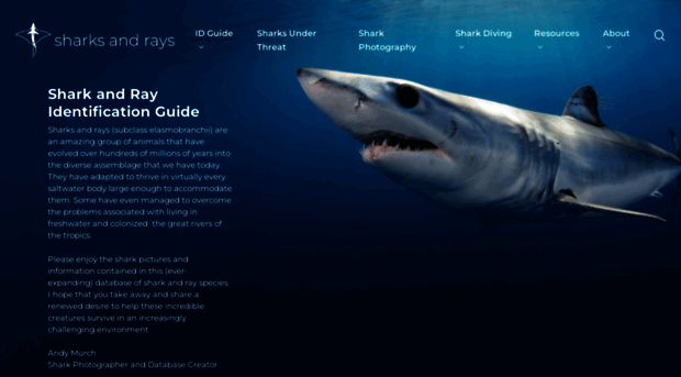 sharksandrays.com