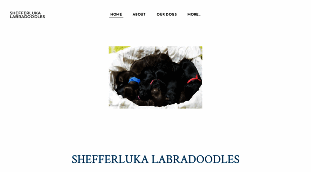 shefferlukalabradoodles.com.au