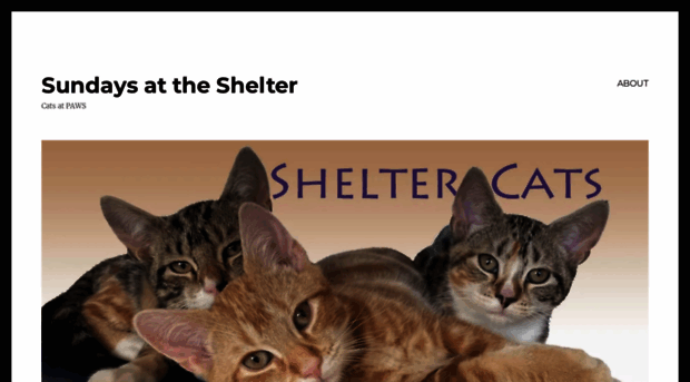 shelter-cats.com