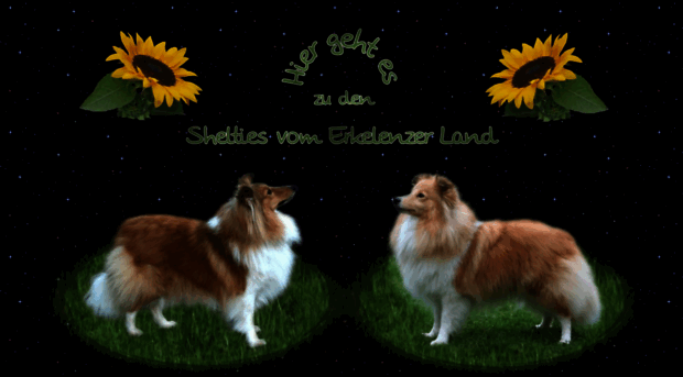 shelties-vom-erkelenzer-land.de