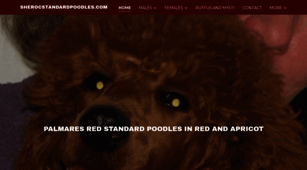 sherocstandardpoodles.com