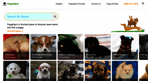 shihtzu.arizonapuppiesforsale.com