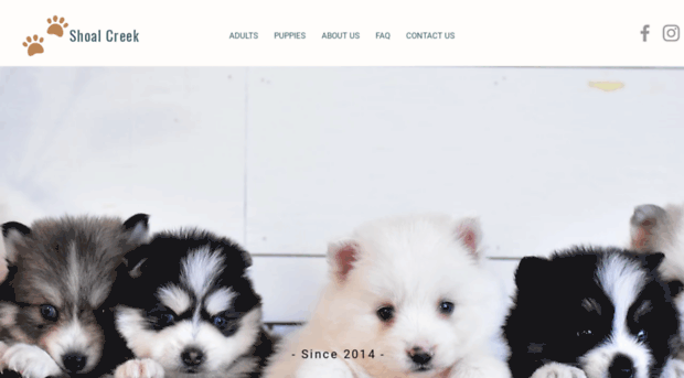 shoalcreekpuppies.com