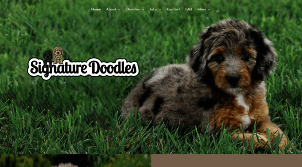 signatureaussiedoodles.com