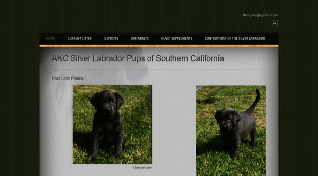 silverlabradorpupsoutherncalifornia.com