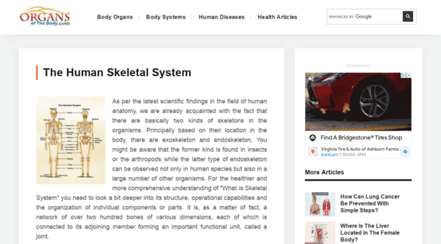 skeletalsystem.organsofthebody.com