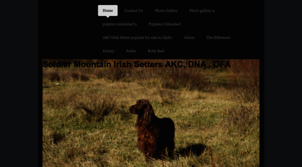 soldier-mountain-irish-setters.com