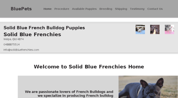 solidbluefrenchies.com