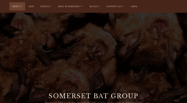 somersetbat.group