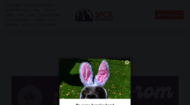 spcabrevard.com