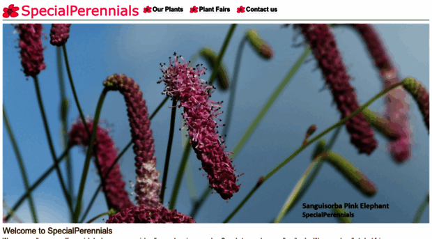 specialperennials.com