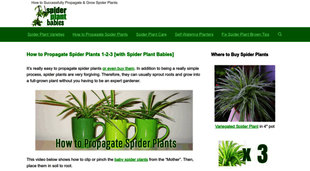 spiderplantbabies.com