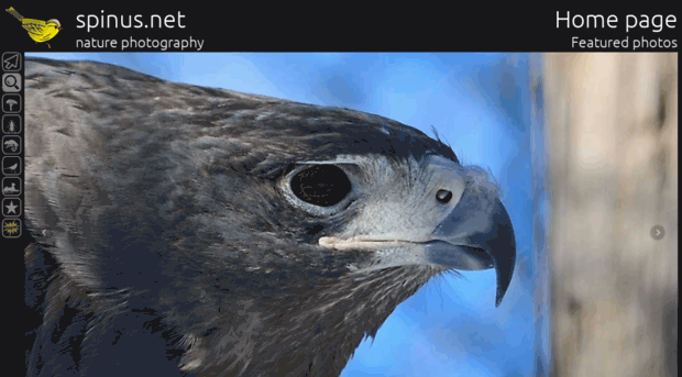 spinus.net
