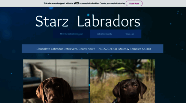 starzlabradors.com