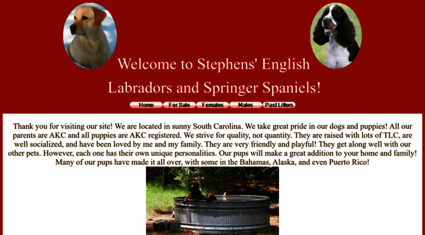 stephens-english-labs-and-springer-spaniels.com