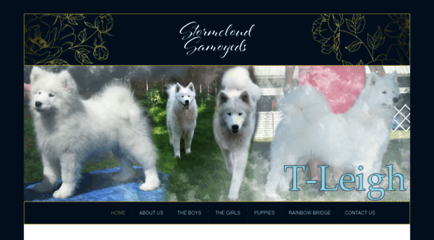 stormcloudsamoyeds.com