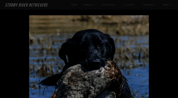 stormyriverretrievers.com