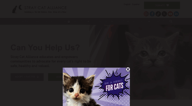 straycatalliance.org