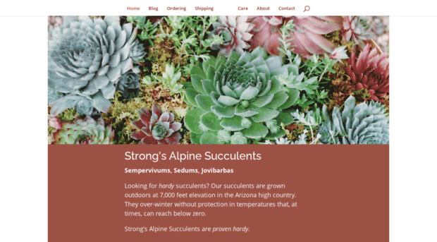 strongsalpinesucculents.com