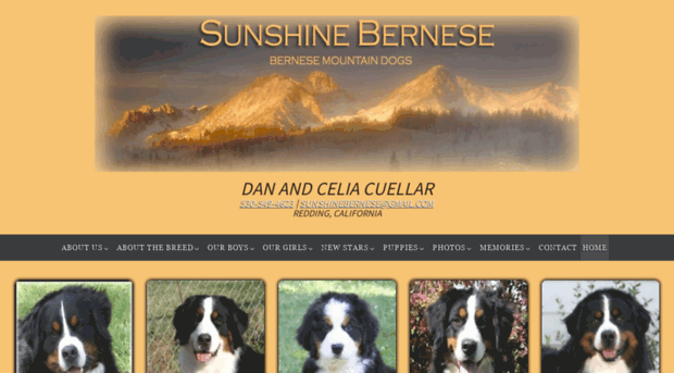 sunshinebernese.com