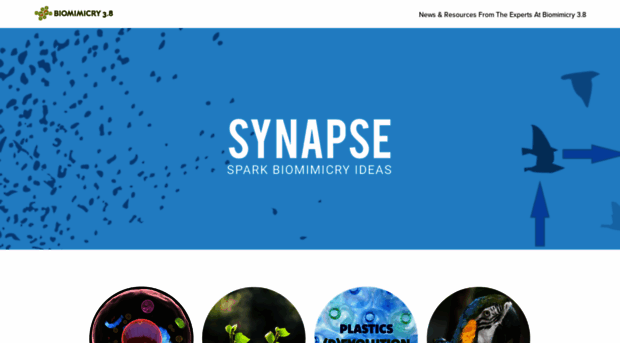 synapse.bio