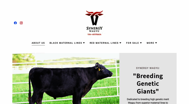 synergywagyu.com