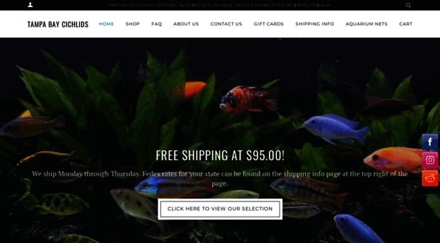 tampabaycichlids.com