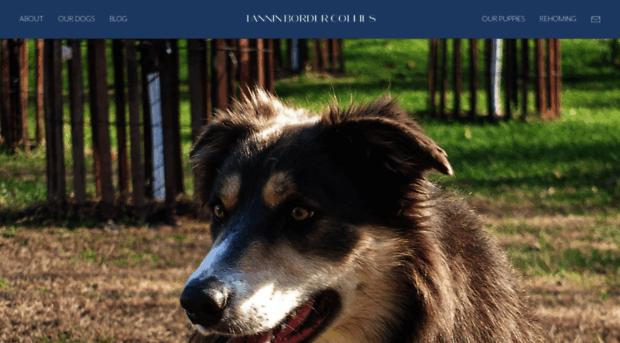 tanninbordercollies.com