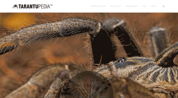 tarantupedia.com