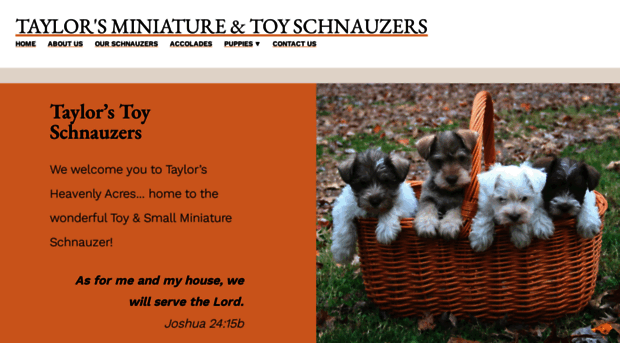 taylorstoyschnauzers.com