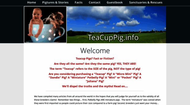 teacuppig.info