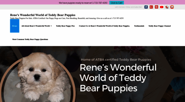 teddybearpuppy.com