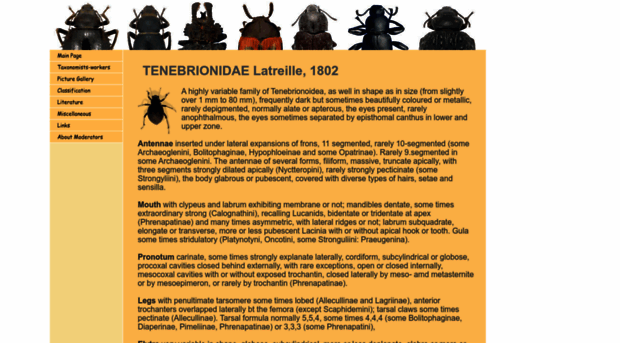 tenebrionidae.net