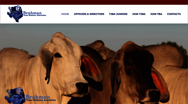 texasbrahmans.com