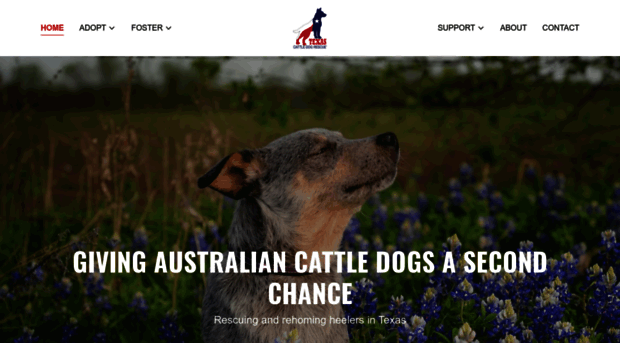 texascattledogrescue.com