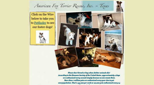 texasfoxterrierrescue.com