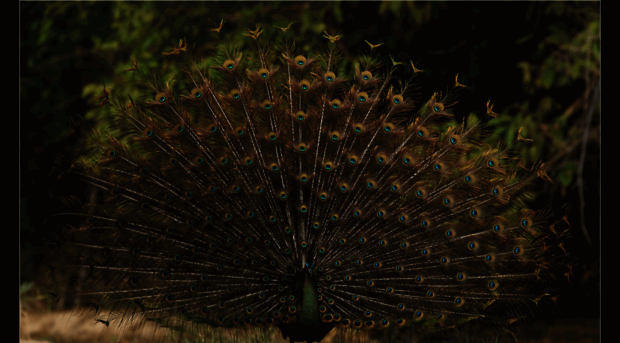 thailand-naturfotos.de.tl