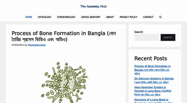 theanatomyhub.com