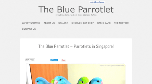 theblueparrotlet.com