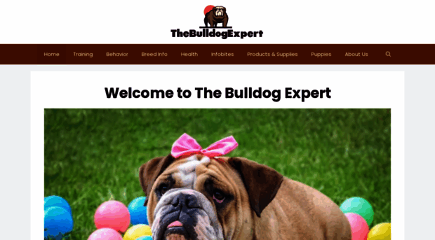 thebulldogexpert.com