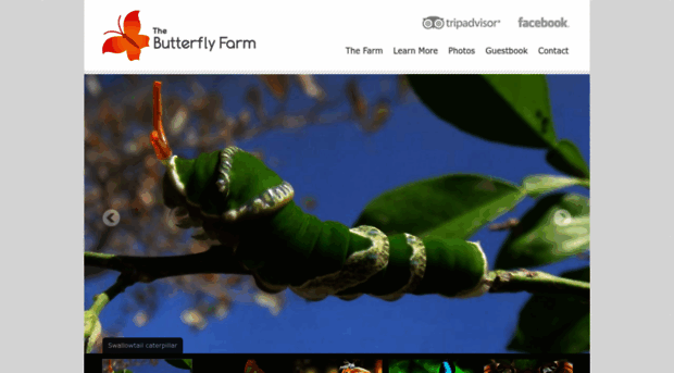 thebutterflyfarm.com