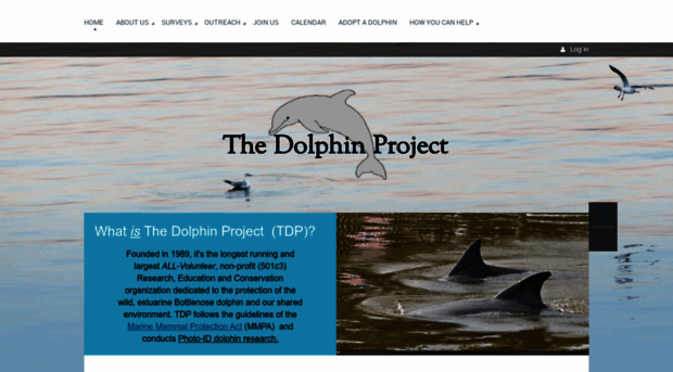 thedolphinproject.org