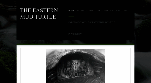 theeasternmudturtle.weebly.com