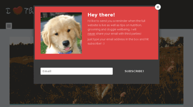 thegoldenretrieverdog.com