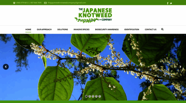 thejapaneseknotweedcompany.com