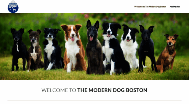 themoderndogboston.com